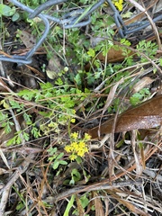 Tauschia texana