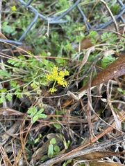 Tauschia texana