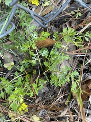 Tauschia texana