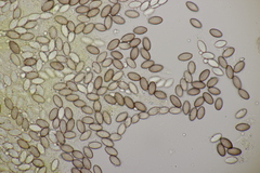 Ascobolus crenulatus