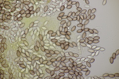 Ascobolus crenulatus