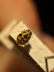 Anisosticta bitriangularis