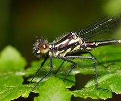 Austroargiolestes calcaris