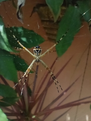 Argiope argentata