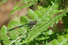 Austroargiolestes calcaris