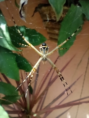 Argiope argentata