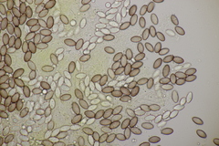 Ascobolus crenulatus