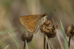 Poanes viator