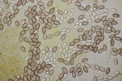 Ascobolus crenulatus