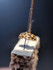 Anisosticta bitriangularis