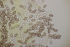 Ascobolus crenulatus