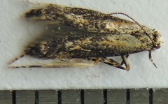 Blastodacna atra
