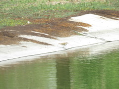 Actitis hypoleucos