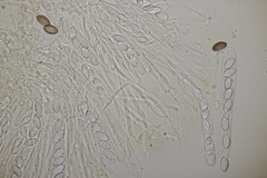 Ascobolus crenulatus