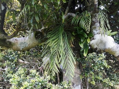 Asplenium flaccidum flaccidum