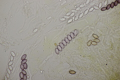 Ascobolus crenulatus