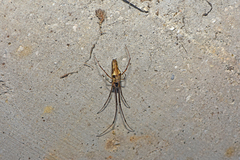 Tetragnatha nigrita