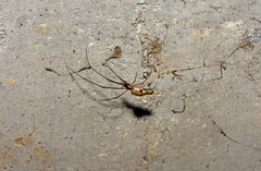 Tetragnatha nigrita