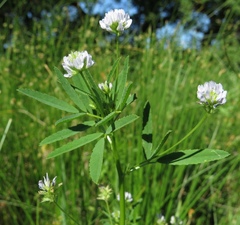 Trigonella procumbens