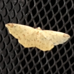 Periclina