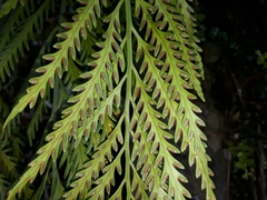 Asplenium flaccidum flaccidum
