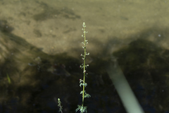 Scrophularia lucida