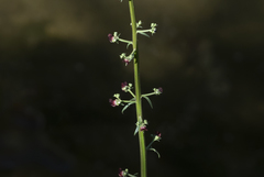 Scrophularia lucida