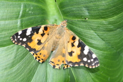 Vanessa cardui