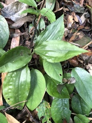 Goodyera rubicunda