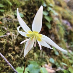 Erythronium citrinum