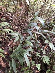 Tropidia curculigoides