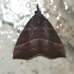 Hypena lollia