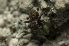 Euophrys