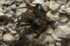 Euophrys