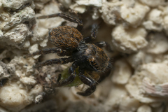 Euophrys
