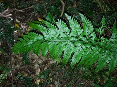 Asplenium gracillimum