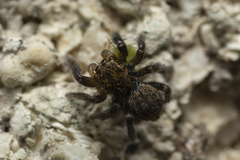 Euophrys