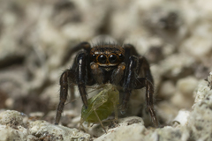 Euophrys