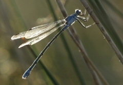 Lestes macrostigma