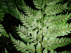 Asplenium gracillimum