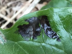 Melanustilospora ari