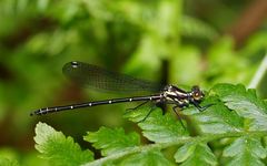 Austroargiolestes calcaris