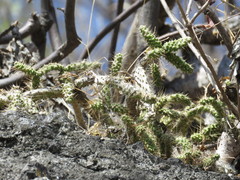 Opuntia pubescens