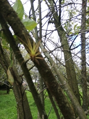 Tillandsia recurvata