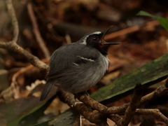 Myrmoborus myotherinus