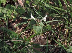 Lamium bifidum