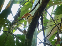 Bucco capensis