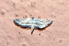 Parapoynx fluctuosalis