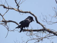 Corvus cryptoleucus