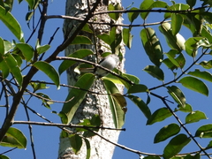Polioptila paraensis